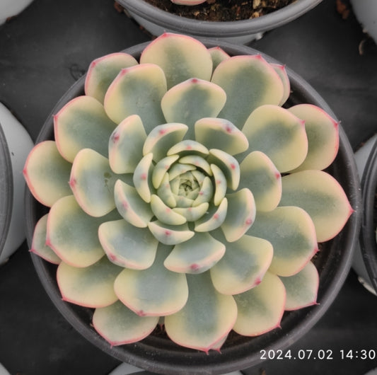 ZSM636 Echeveria White Minima Variegated