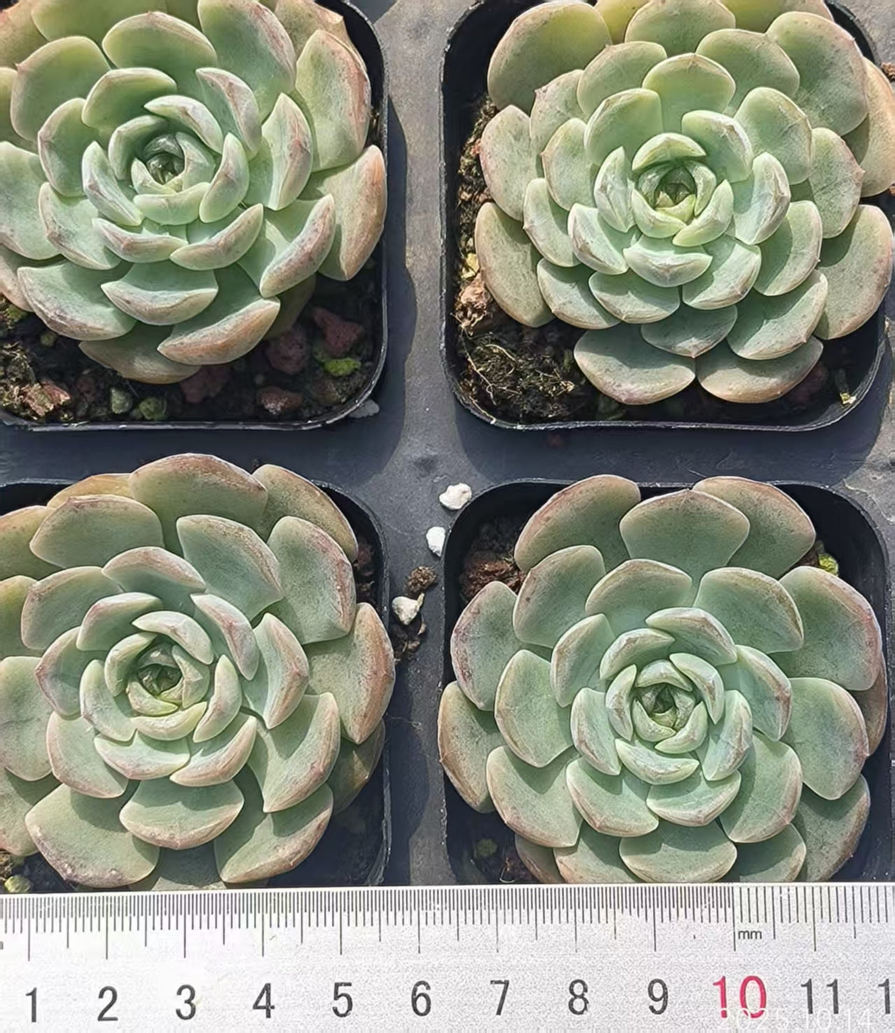 21412 Echeveria Ice Crystal (6.5cm pot size)