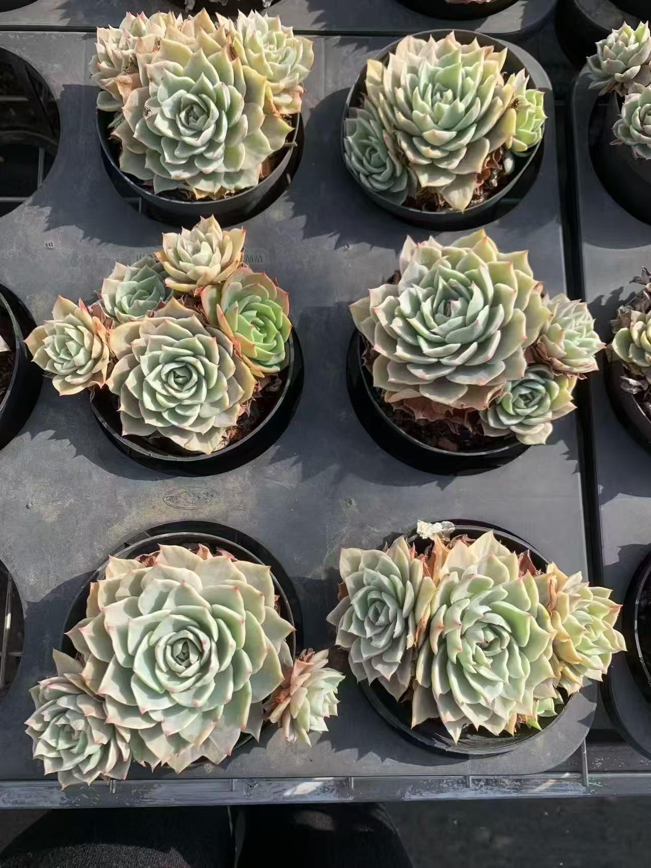 23644 Echeveria Silver Queen Variegated (11cm pot size)