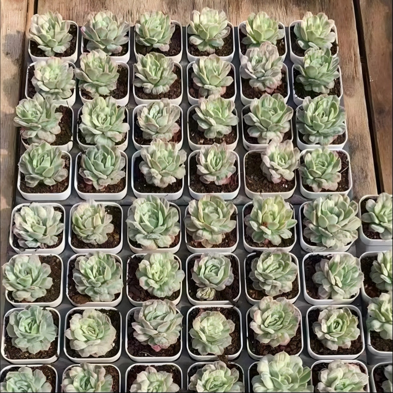 25774 Echeveria Bubble Cloth (6.5cm pot size)