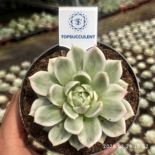 21201 Echeveria Butterfly Variegated (10cm pot size)