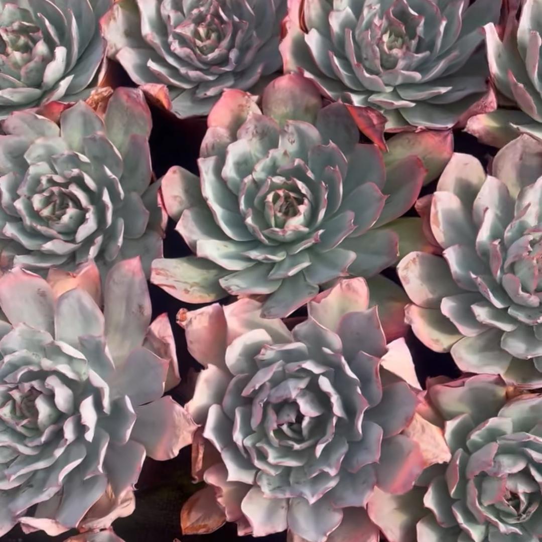 23415 Echeveria Blue Light (18cm pot size)