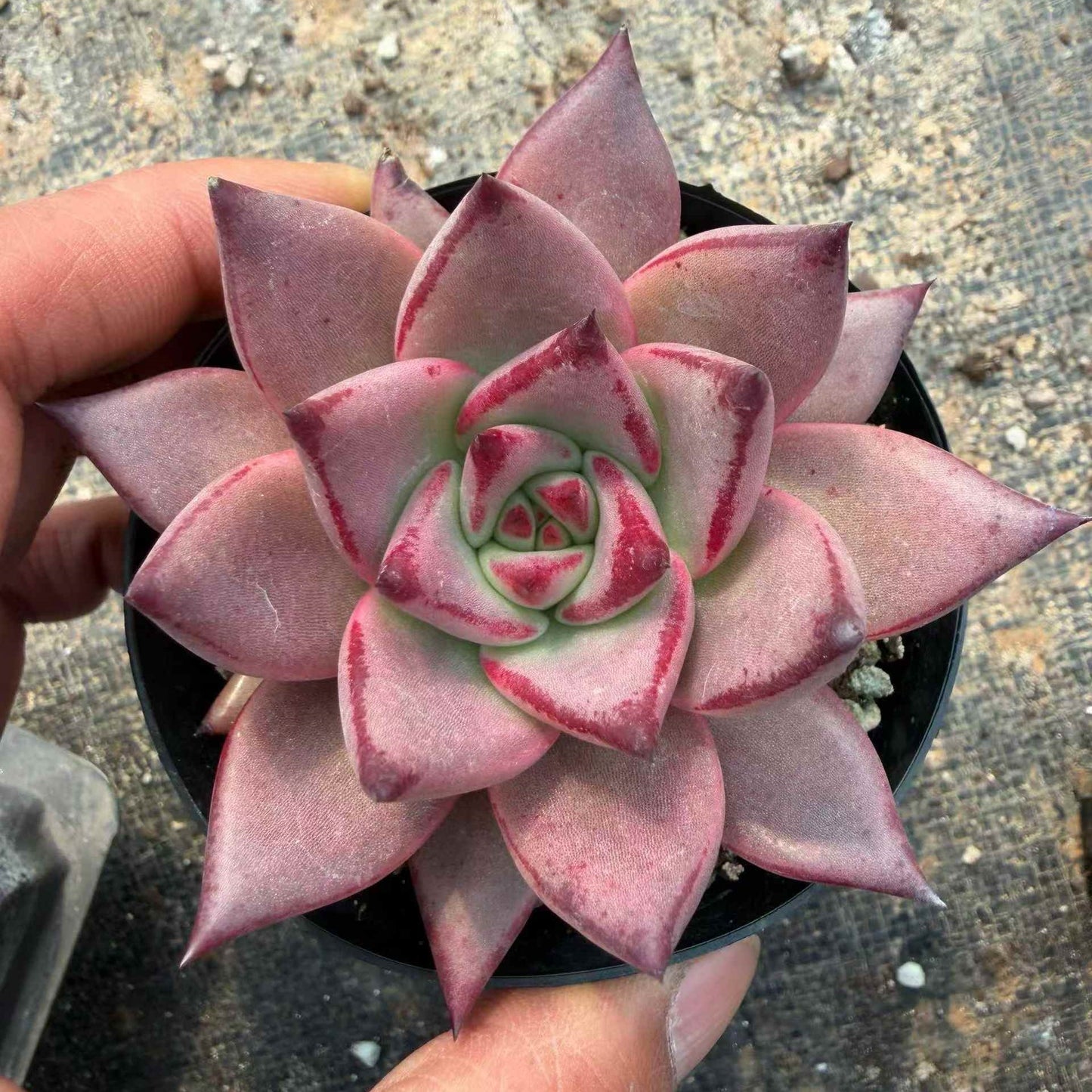 24066 Echeveria Blood Romeo (9cm pot size)