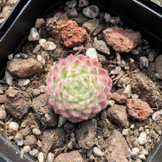 22742 Sempervivum arachnoideum x Sempervivum SP. Variegated (6.3cm pot size)