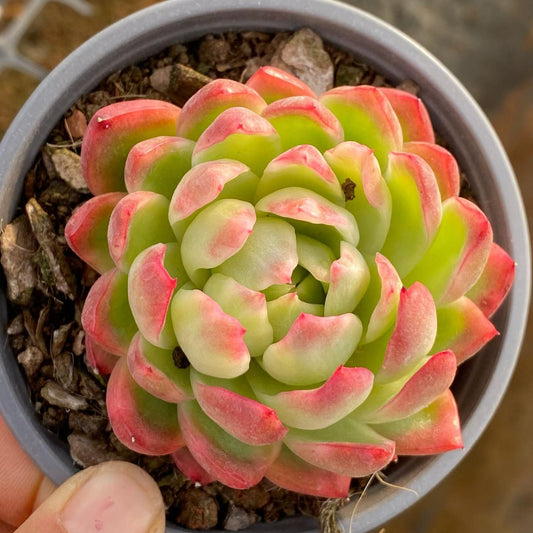 25396 Echeveria Crystal Jenny (9cm pot size)