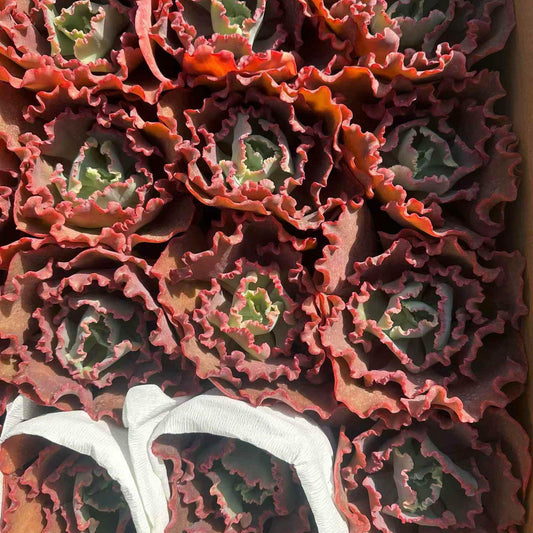 24065 Echeveria Meridian (14cm pot size)