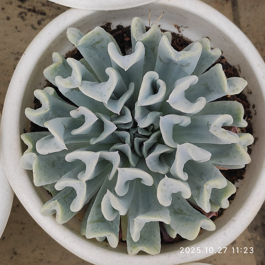 21293 Echeveria runyonii Topsy Turvy (18cm pot size)