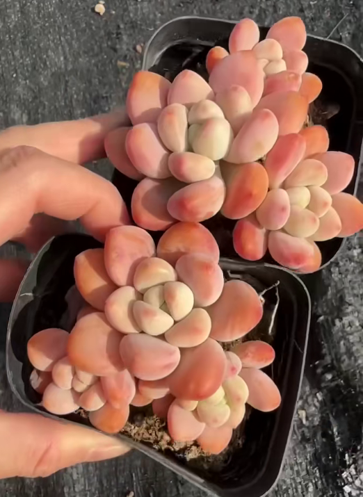 24444 Echeveria Legend (7cm pot size)