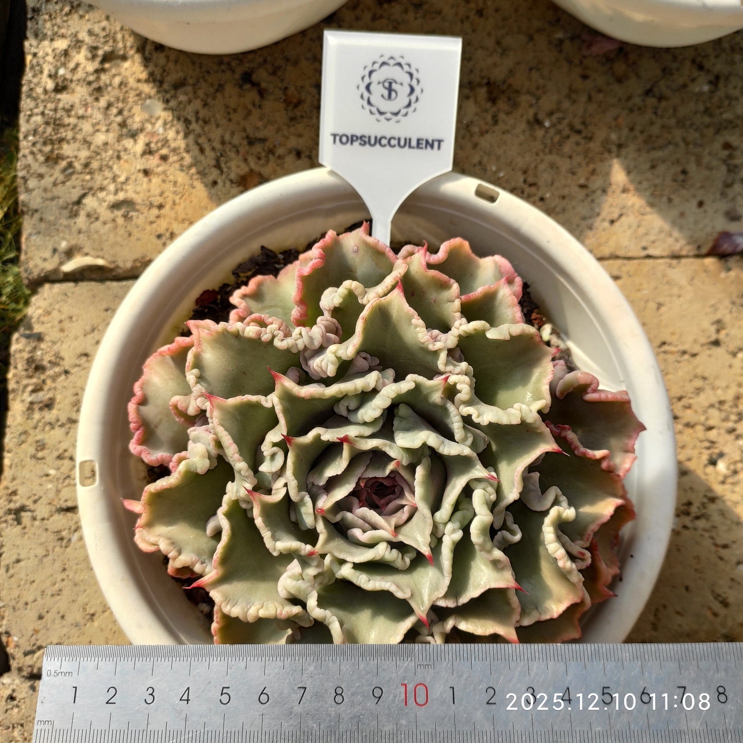 6035 Echeveria Madiba (18cm pot size)