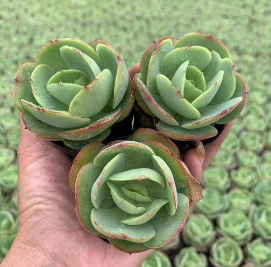 DWZ181 Echeveria Peach Pride