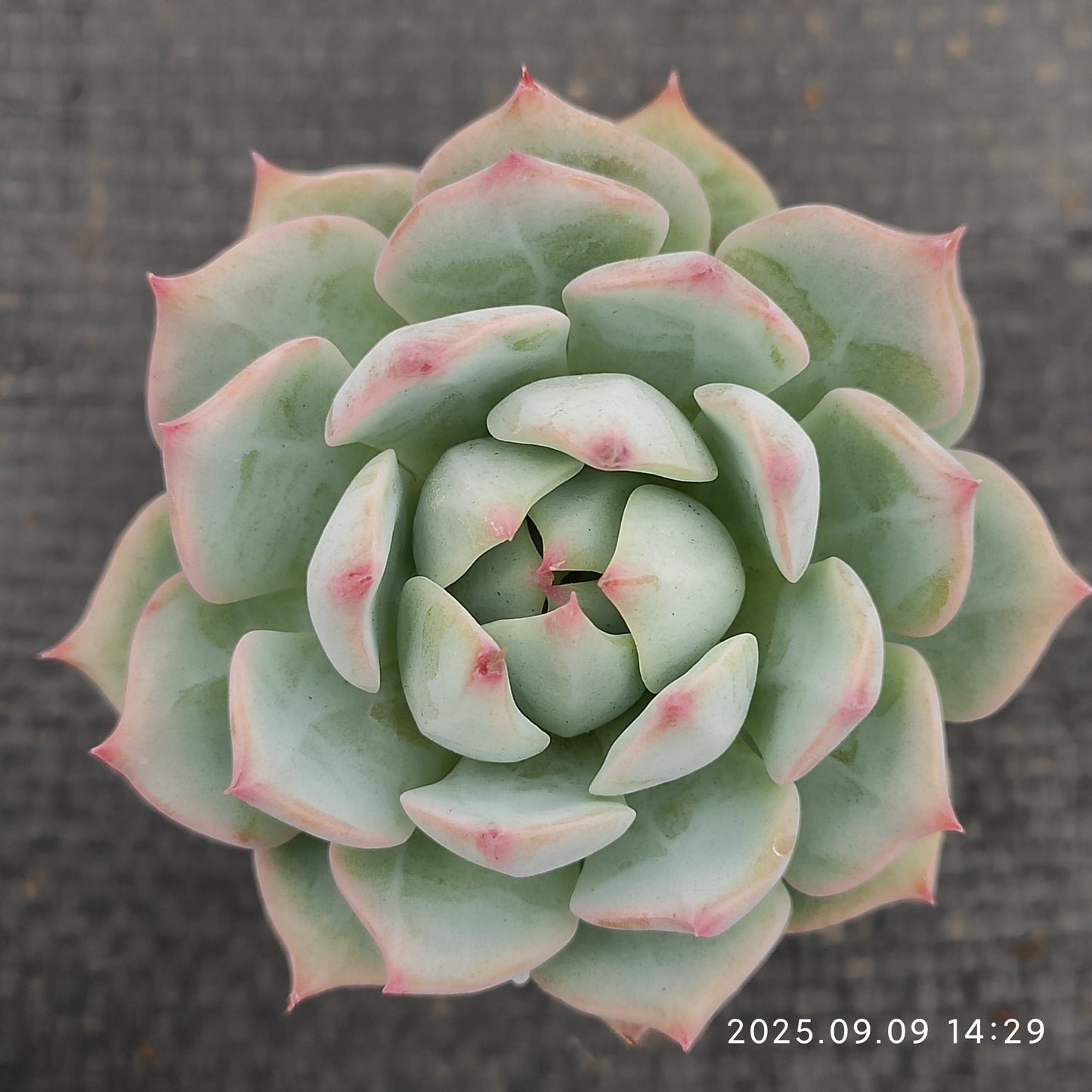 MMT791 Echeveria Prism(5.5cm pot size)