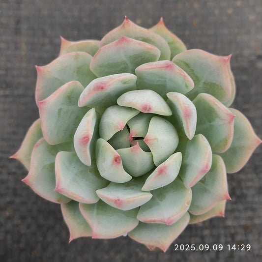 MMT791 Echeveria Prism(5.5cm pot size)