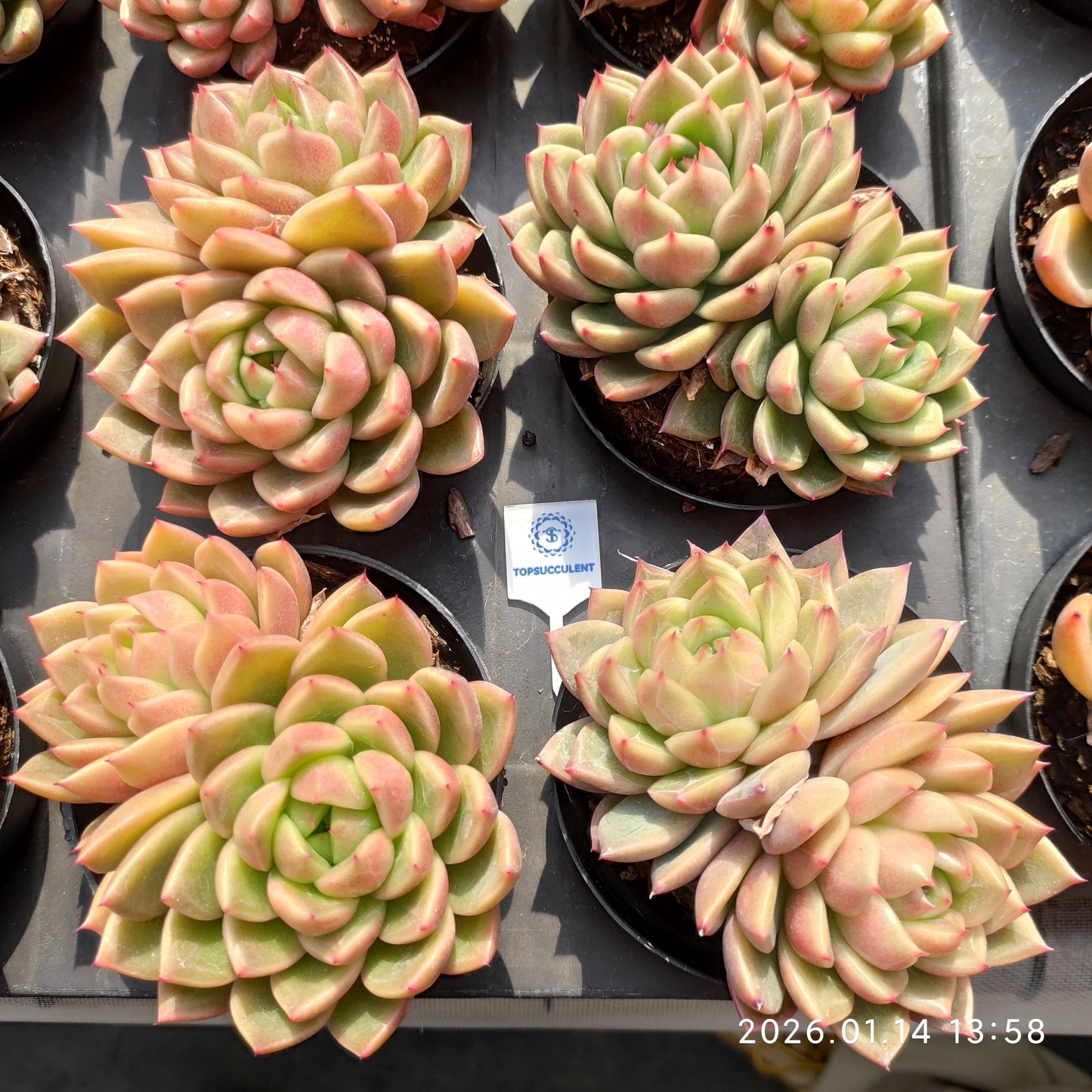 22457 Echeveria Diamond Jenny Hyb (9cm pot size)