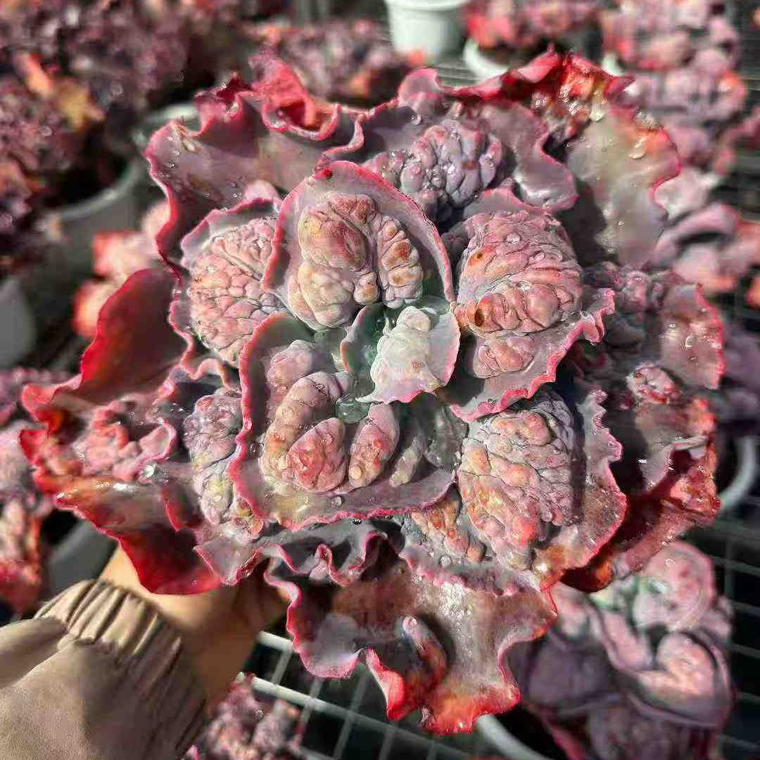 24863 Echeveria Purple Spring Dream (23cm pot size)