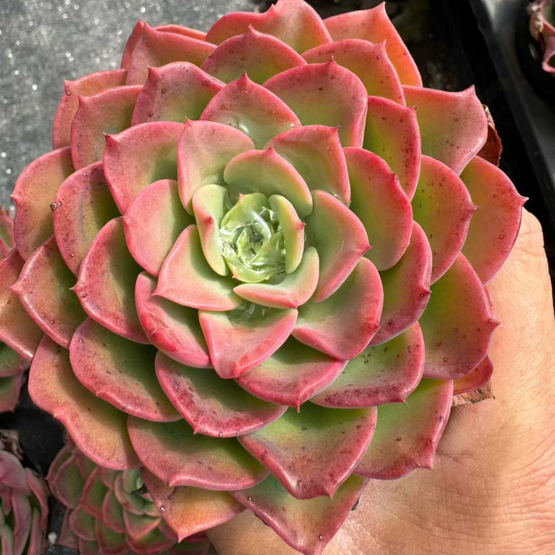 360400 Echeveria Novel (9cm pot size)
