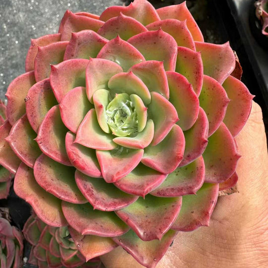 360400 Echeveria Novel (9cm pot size)