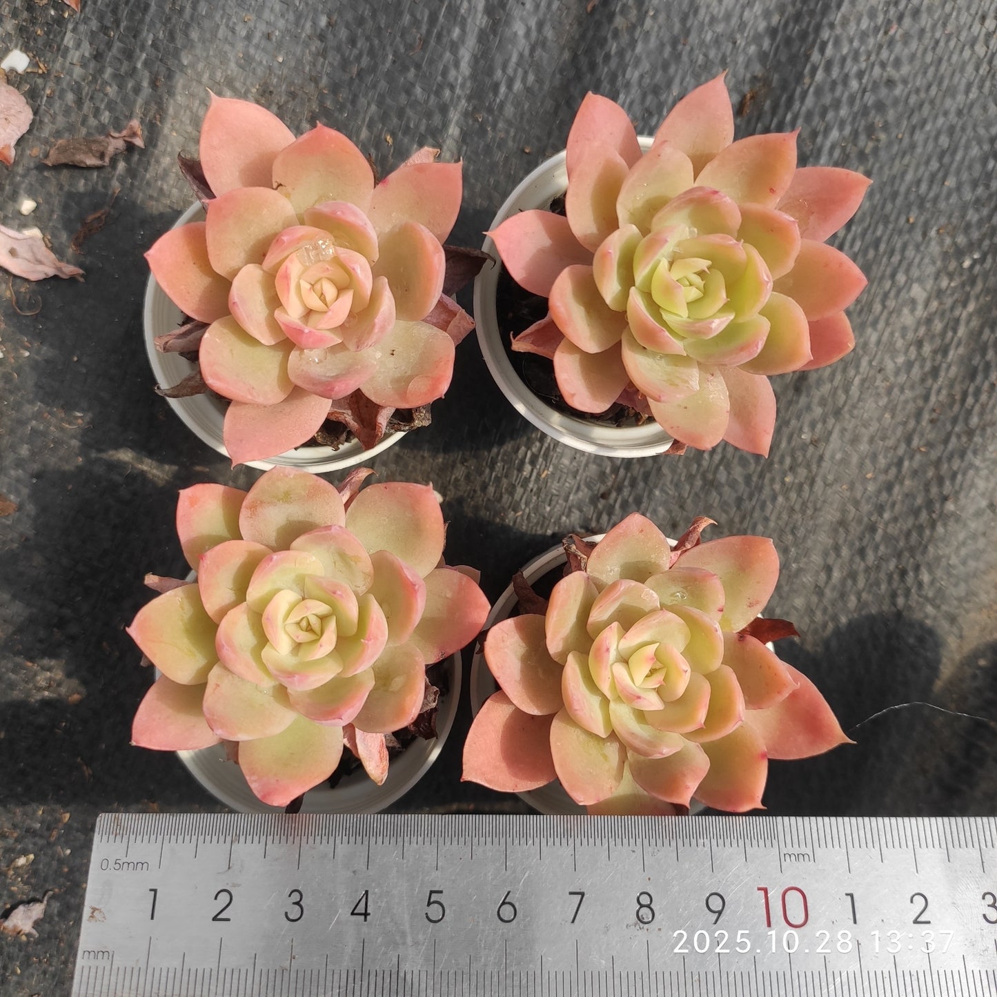 22203 Echeveria Red Crane (7cm pot size)