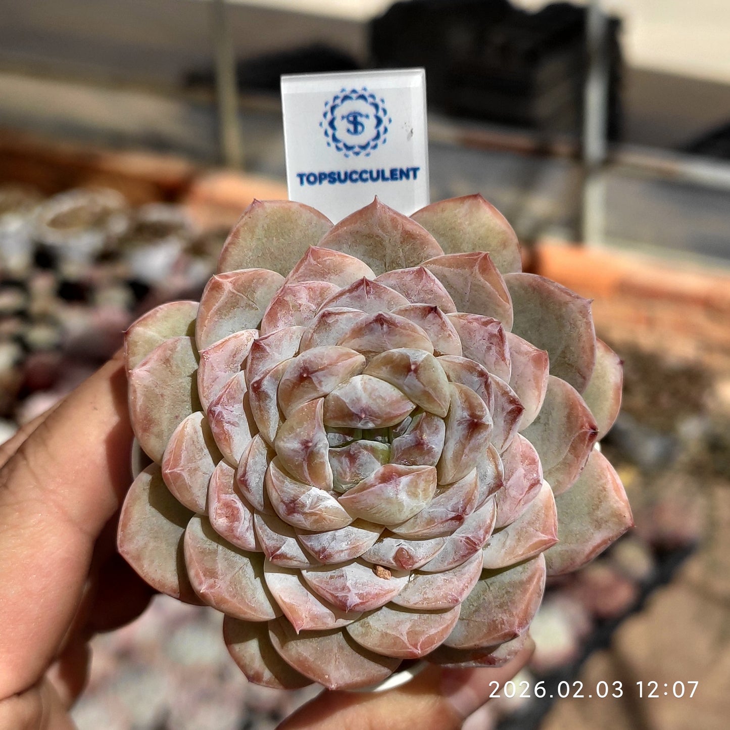 25632 Echeveria Ice Grape (6.5cm pot size)