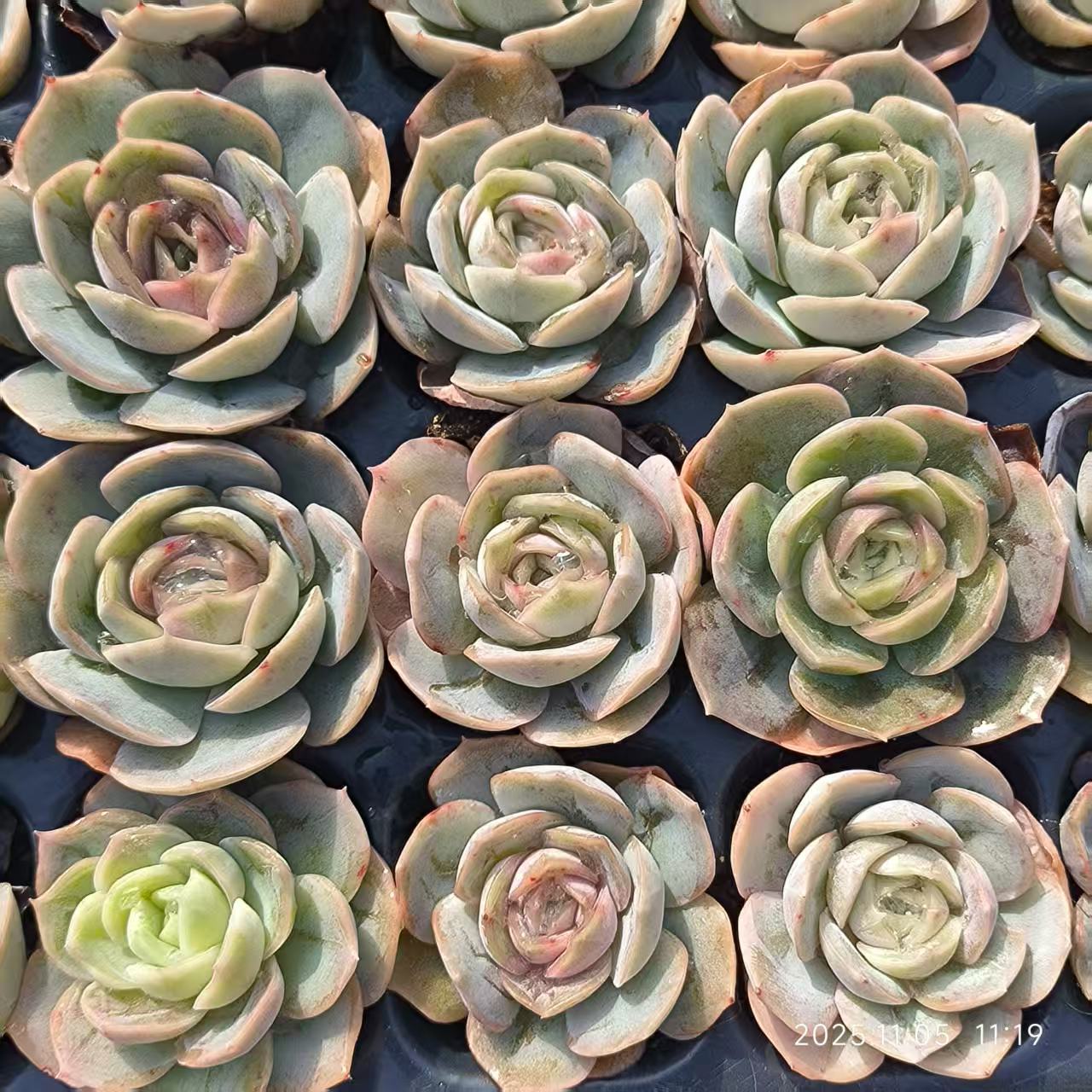22029 Echeveria Blue Surprise (4cm pot size)