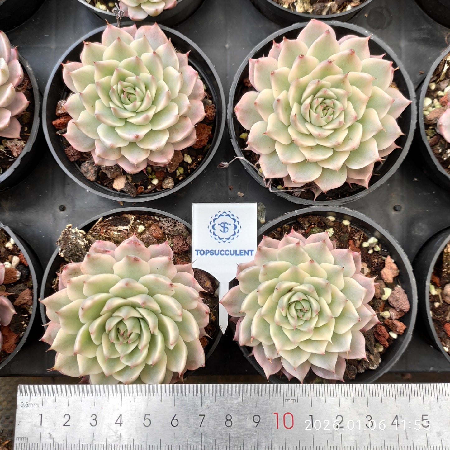24359 Echeveria Magarette Variegated (9cm pot size)
