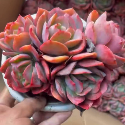 23648 Echeveria Luella (14cm pot size)