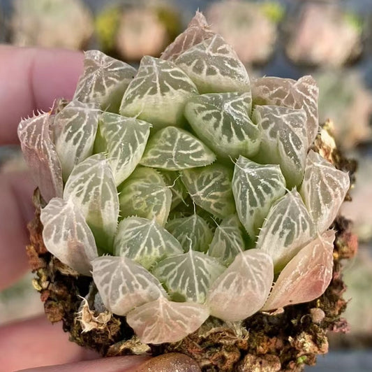 9613 Haworthia Cooperi Pure White (3cm pot size)
