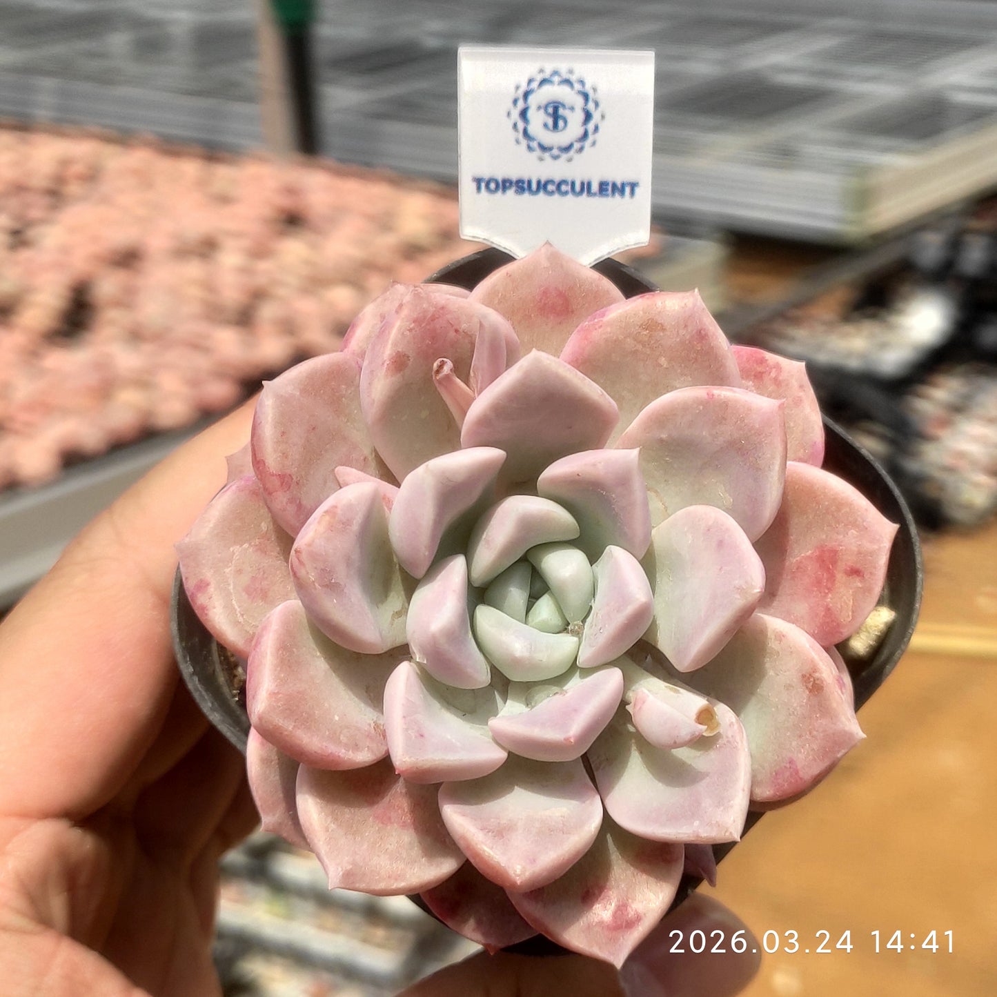 80537 Echeveria White Dews (6.5cm pot size)