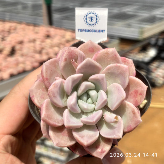 80537 Echeveria White Dews (6.5cm pot size)