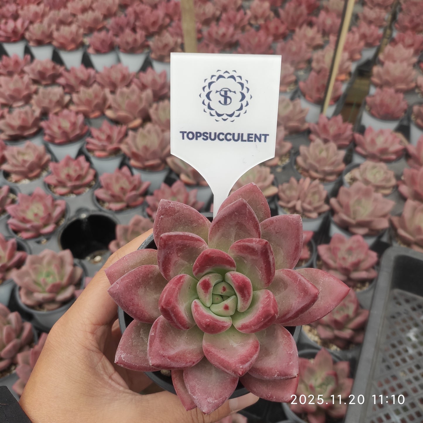 22751 Echeveria Francis (9cm pot size)