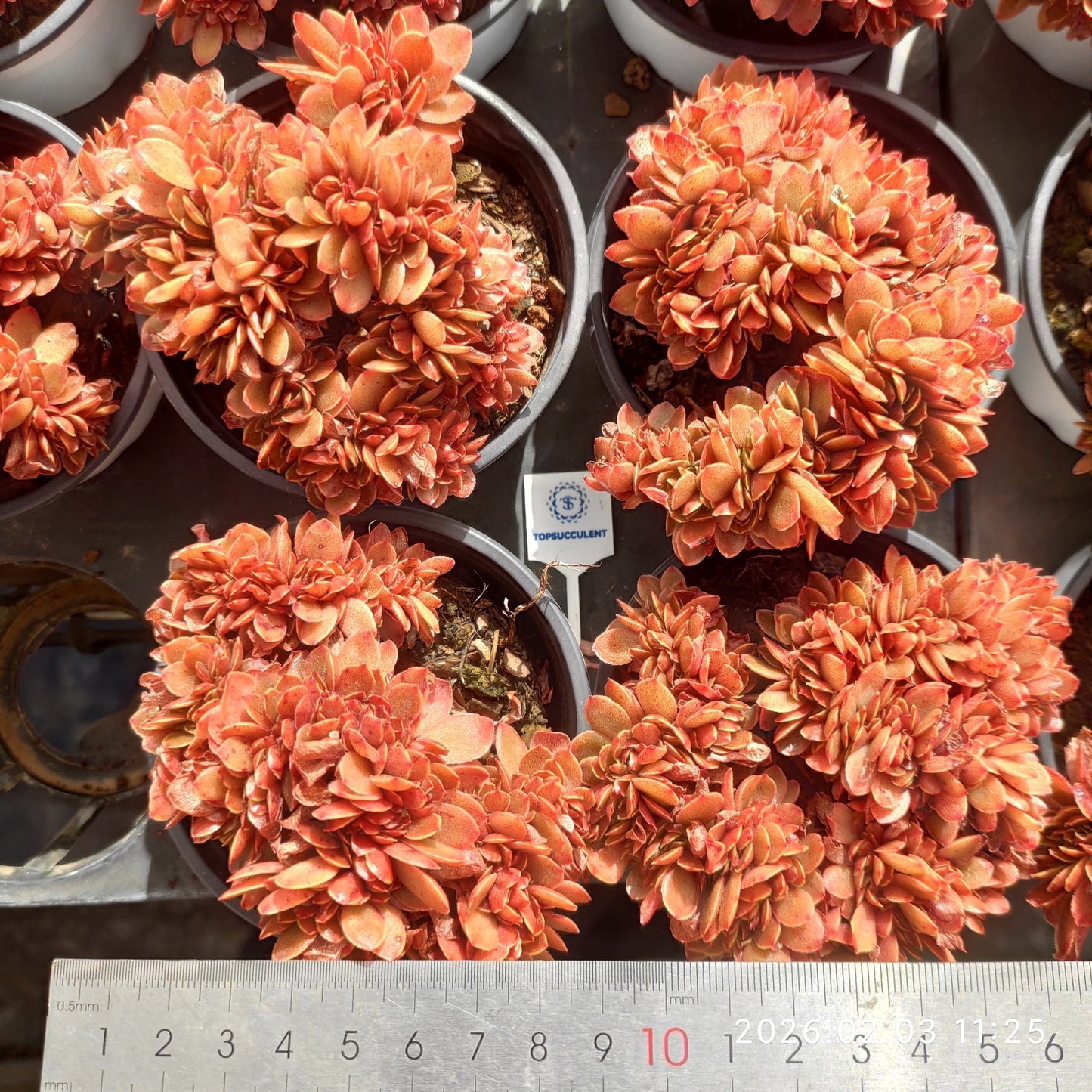 25607 Echeveria Candy Cristata (9cm pot size)