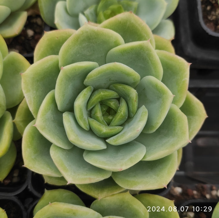 NGN205 Echeveria Baby Green