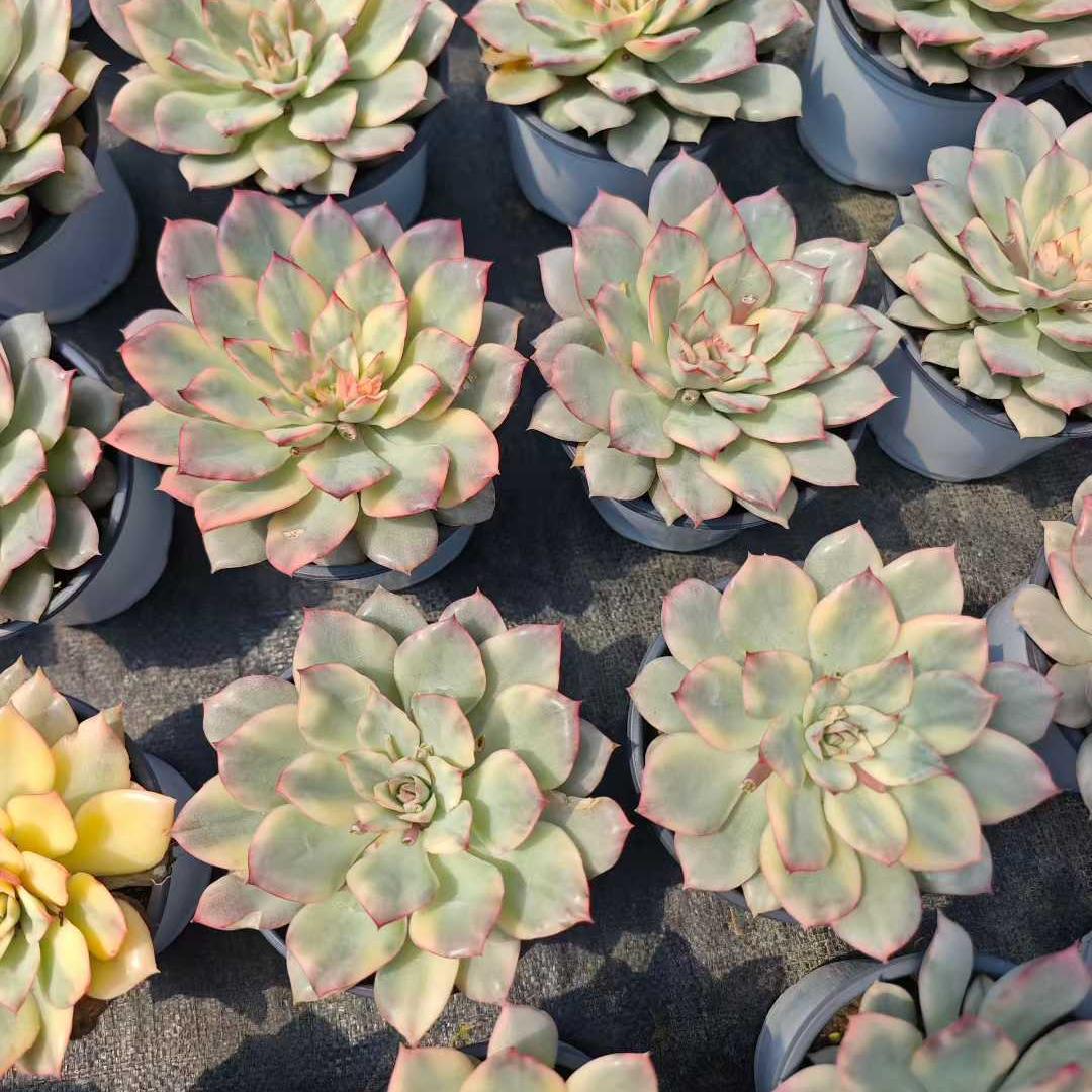 25013 Echeveria Esther Variegated (12cm pot size)