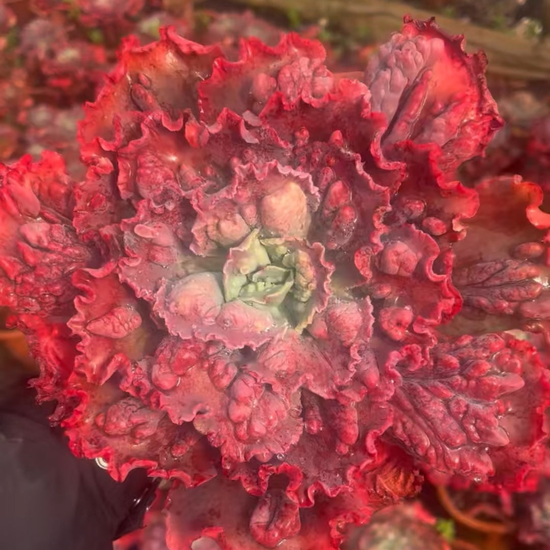 25286 Echeveria Carnival (16cm pot size)