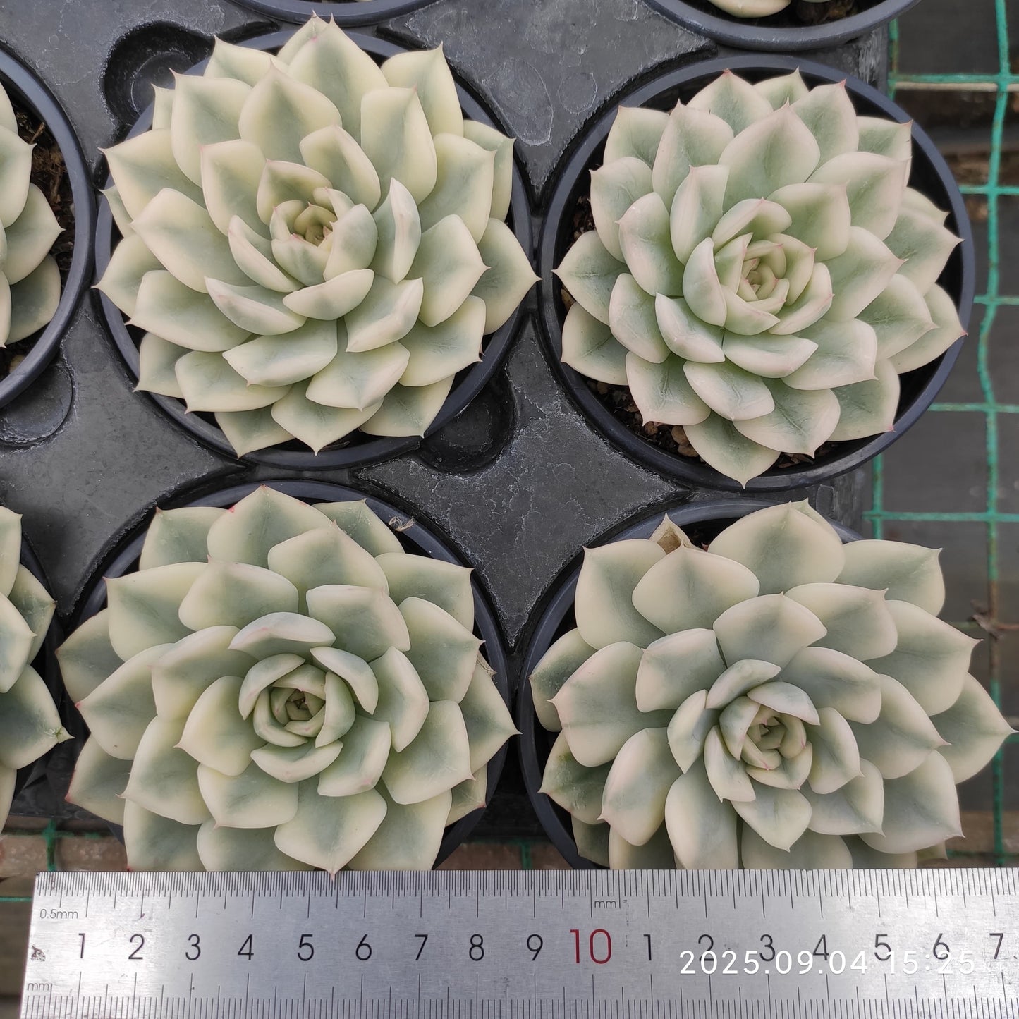 MMY1031 Echeveria Moon Fairy Variegated(9cm pot size)