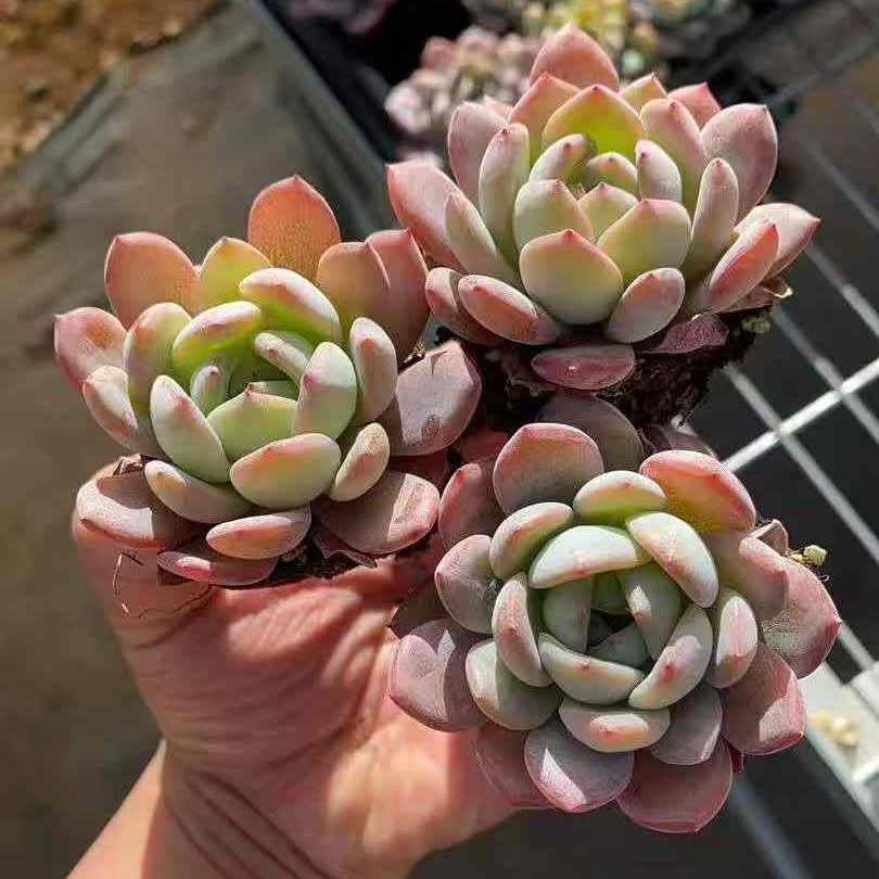 23589 Echeveria Star Mark (3cm pot size)