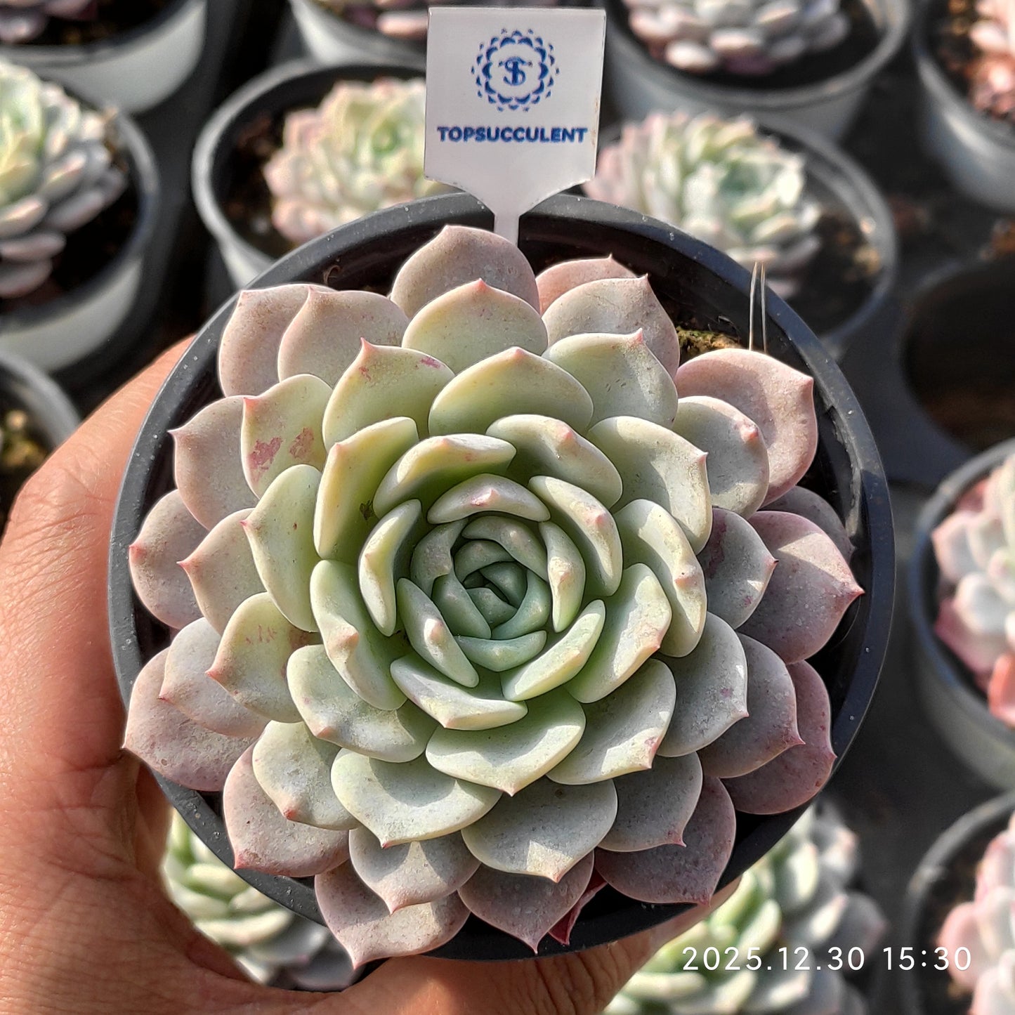 15531 Echeveria Begonia (9cm pot size)