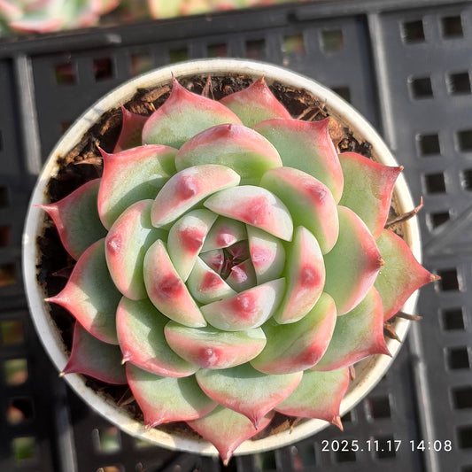 6403 Echeveria Chihuahuaensis (5.5cm pot size)