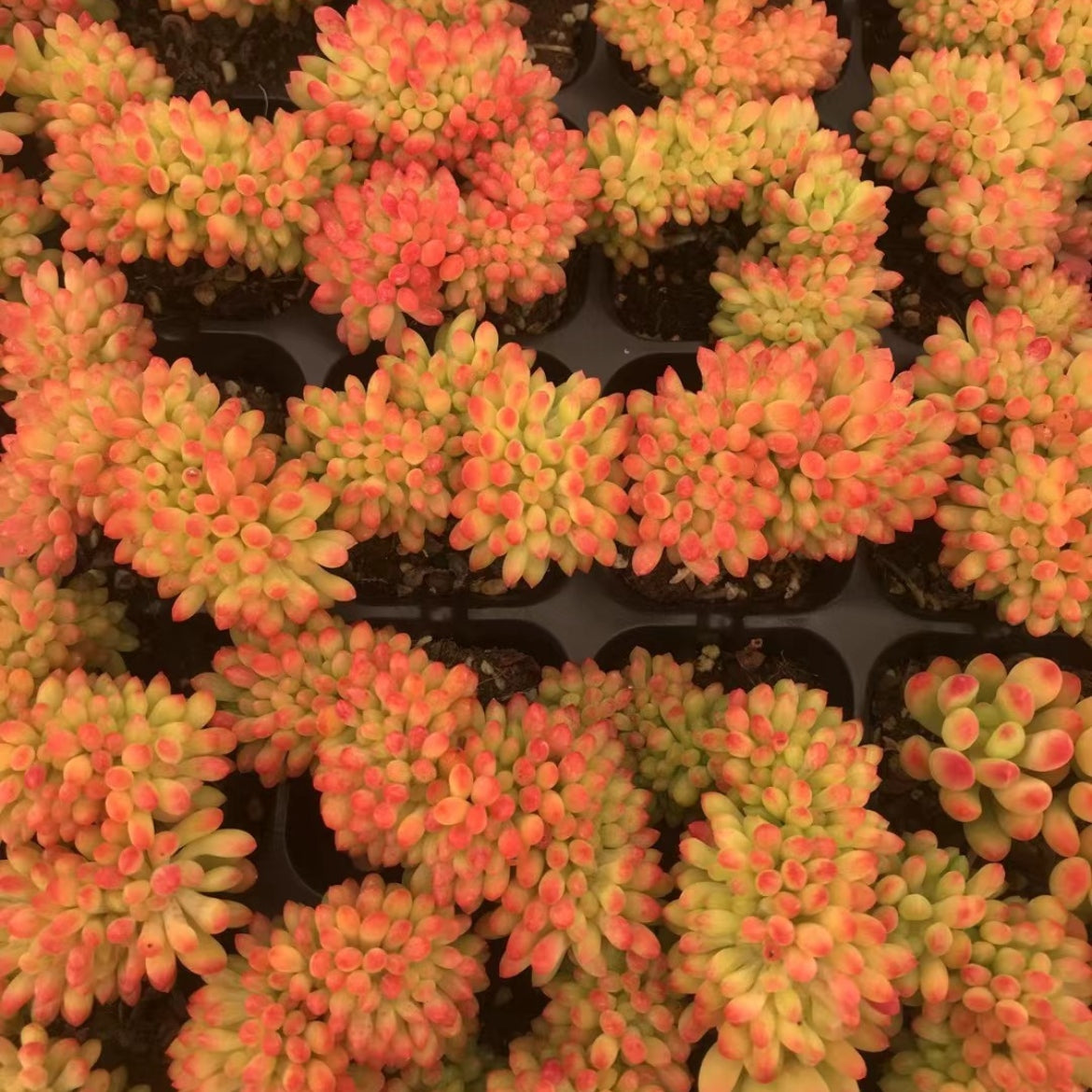 23902 Sedum Lemon Finger Cristata (5cm pot size)