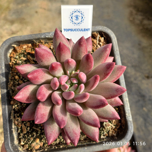 21291 Echeveria Cherries (12cm pot size)