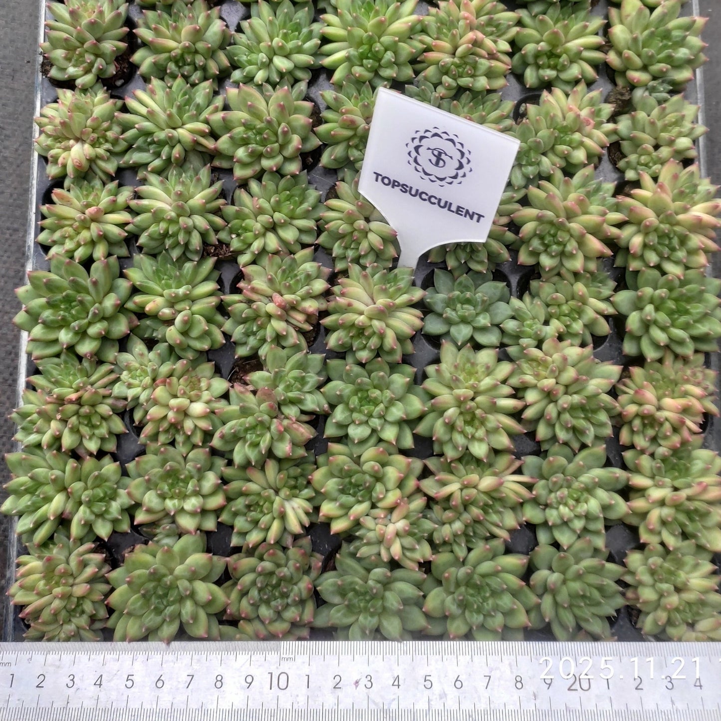 23970 Echeveria Oracle (3cm pot size)