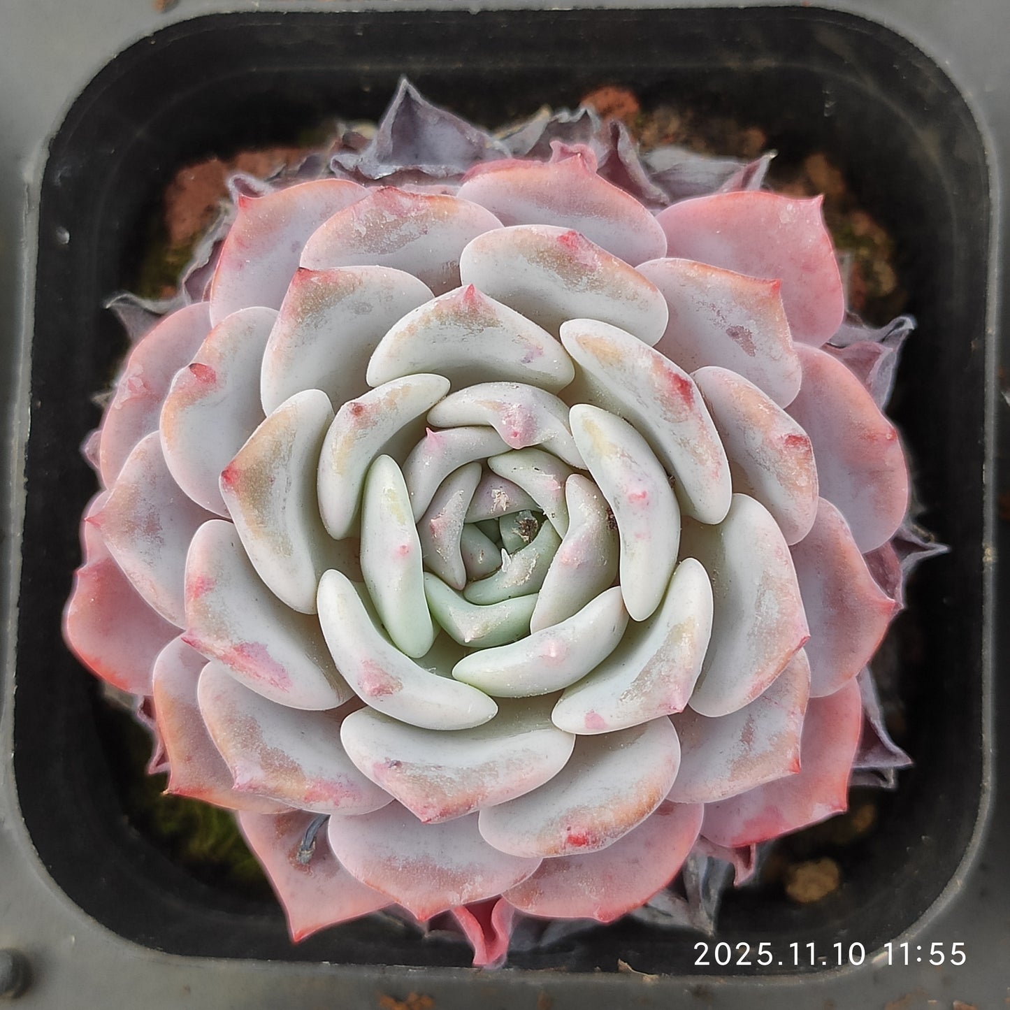 80550 Echeveria Lafite (6.5cm pot size)