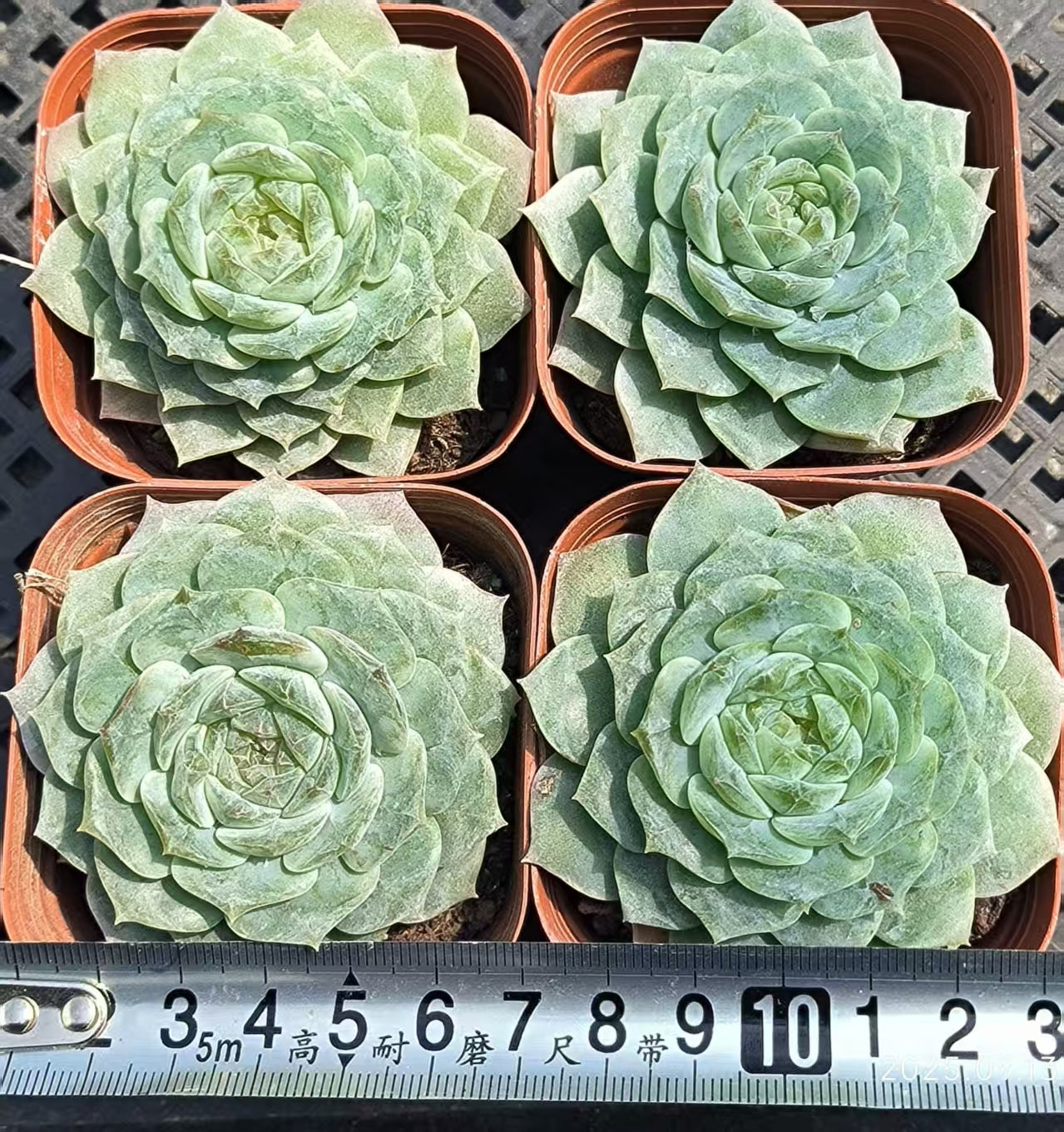 GR118 Echeveria Pure Love(6.5cm pot size)