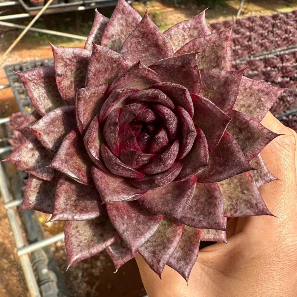 22620 Echeveria Dark Cube (10cm pot size)