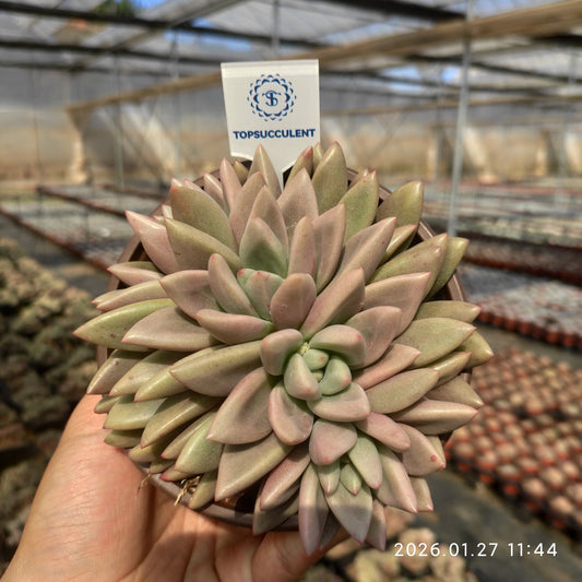 22163 Echeveria Ruby Donna Cristata (12cm pot size)