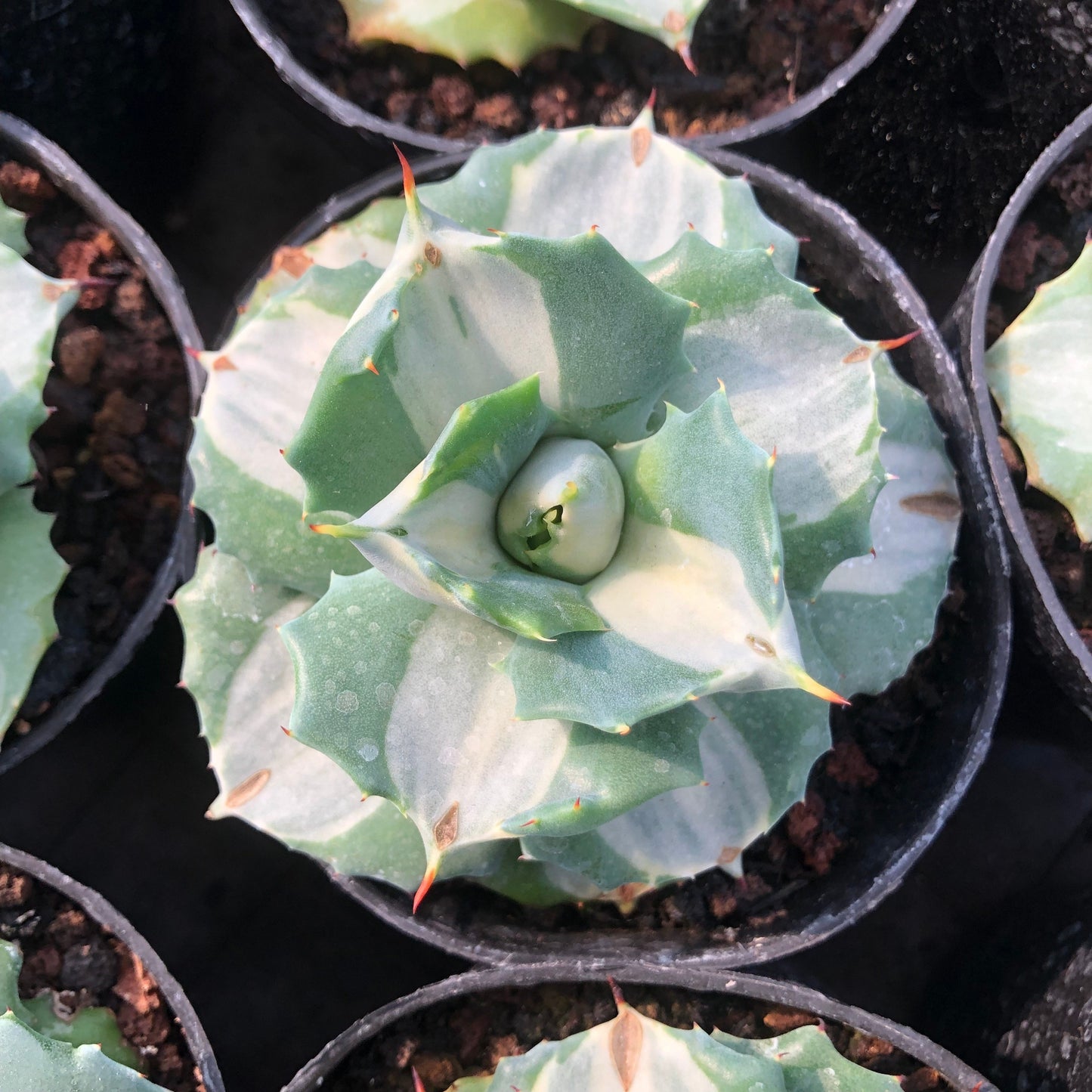 20908 Agave Potatorum 'Ouhi Raijin' Variegated (7cm pot size)
