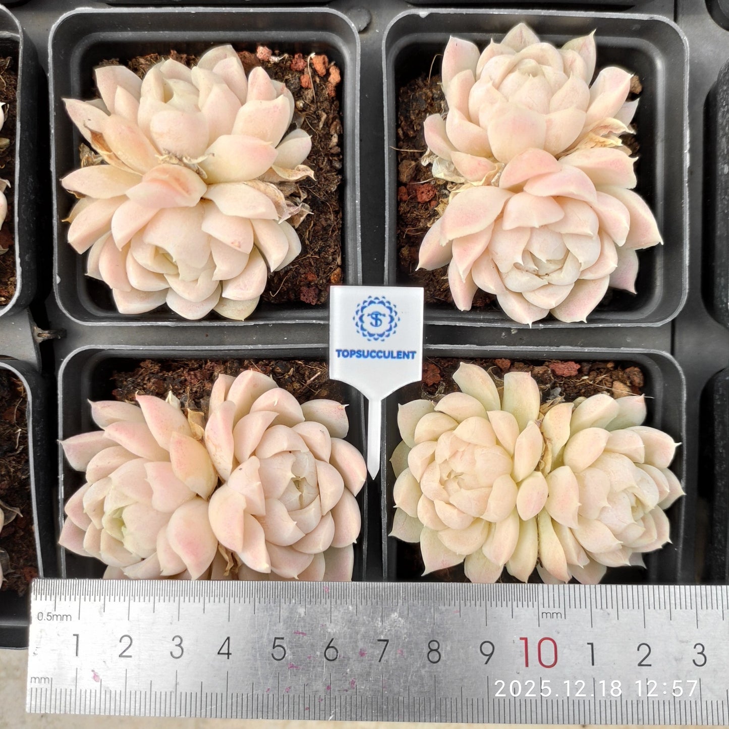 23820 Echeveria Hughmillus (7cm pot size)