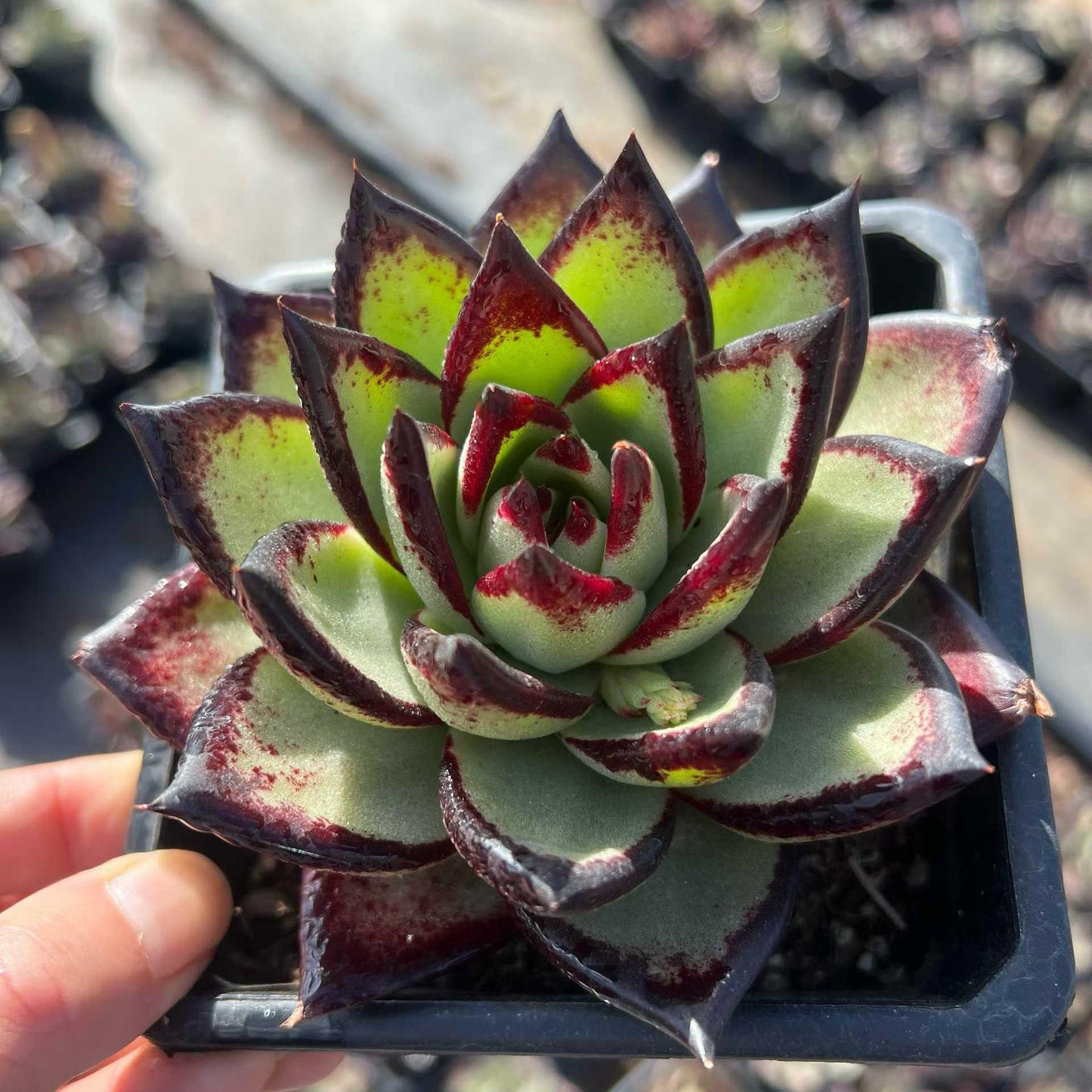 25039 Echeveria Ebony (12cm pot size)