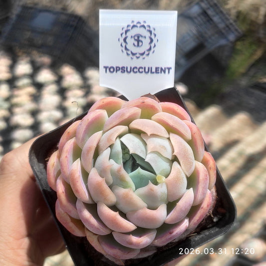 25334 Echeveria Berry (6.5cm pot size)