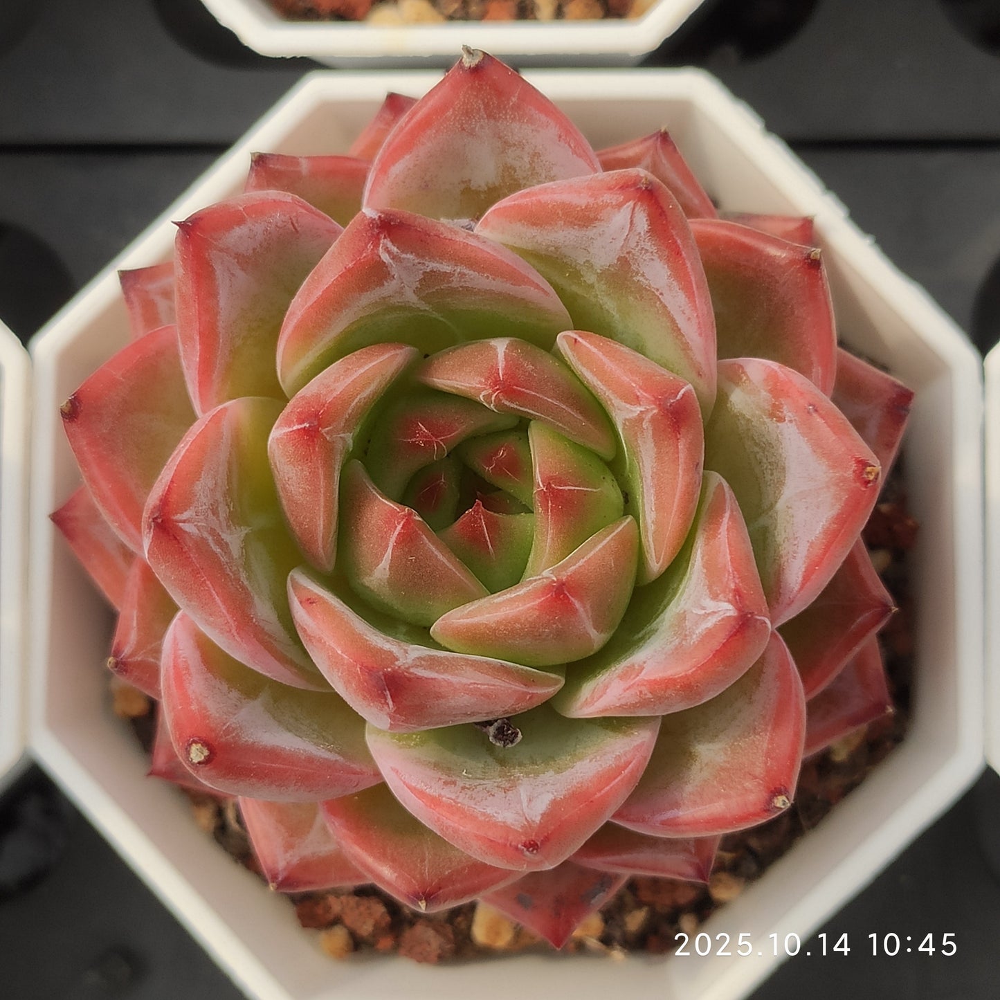 WWA325 Echeveria Caramel(7cm pot size)