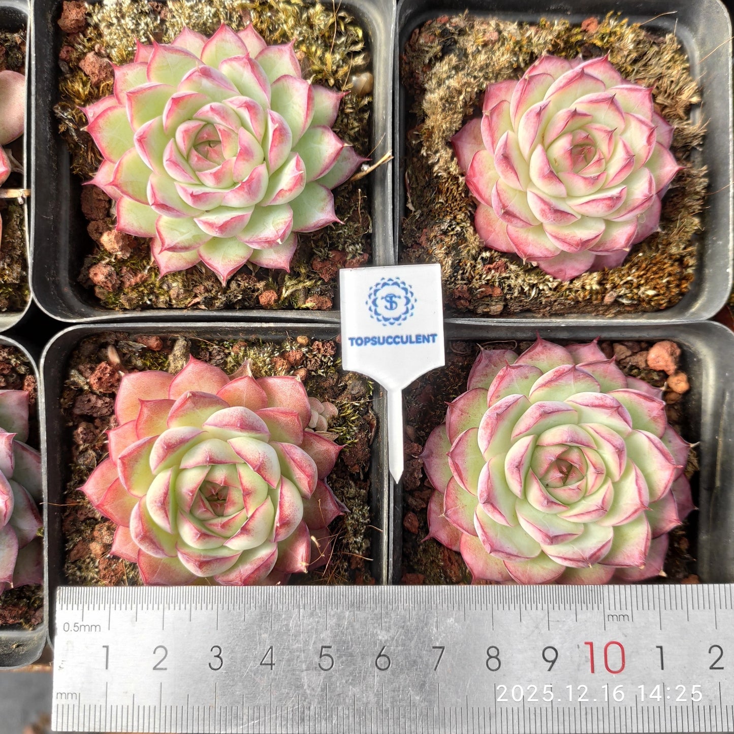 23538 Echeveria Malgan Queen Hyb (7cm pot size)